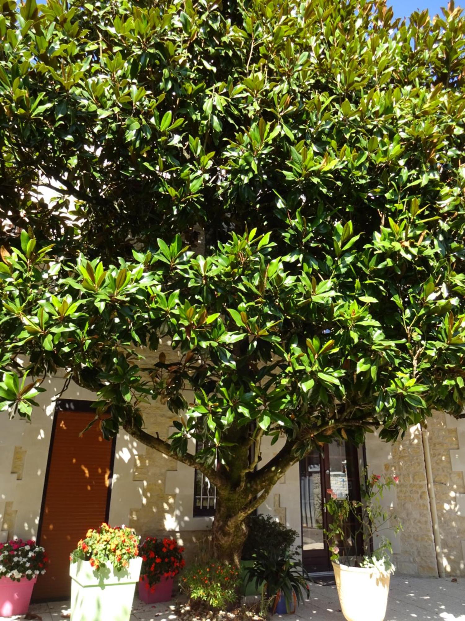 Aux Orangers Hotel Luxé Exterior foto